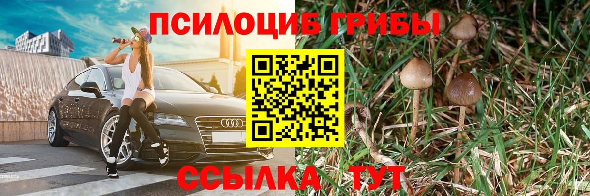 Псилоцибиновые грибы Psilocybe Северодвинск